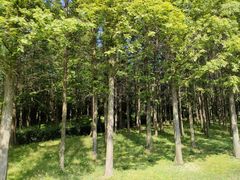 -宜兴龙背山森林公园