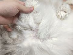 -芭比堂动物医院·24小时·眼科中心(深圳中心)