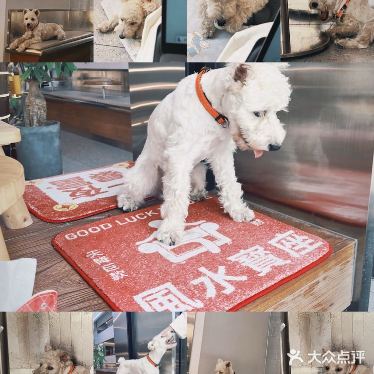 有天使👼🏻&小狗🐾相伴的渡银咖啡时光