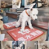 有天使👼🏻&小狗🐾相伴的渡银咖啡时光
