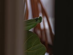 -知亘茶食