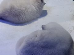 -海合安成都极地海洋公园