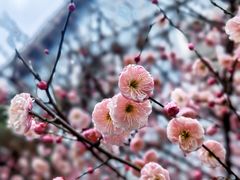 -花博汇(知音花月夜)