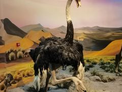 -国家自然博物馆