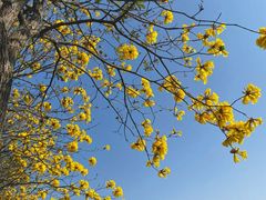 -天适樱花悠乐园