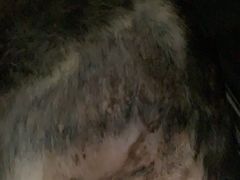 -瑞派紫金宠物医院24小时·骨科·中兽医·重症转诊中心(番禺大石院)