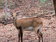 -清迈夜间动物园