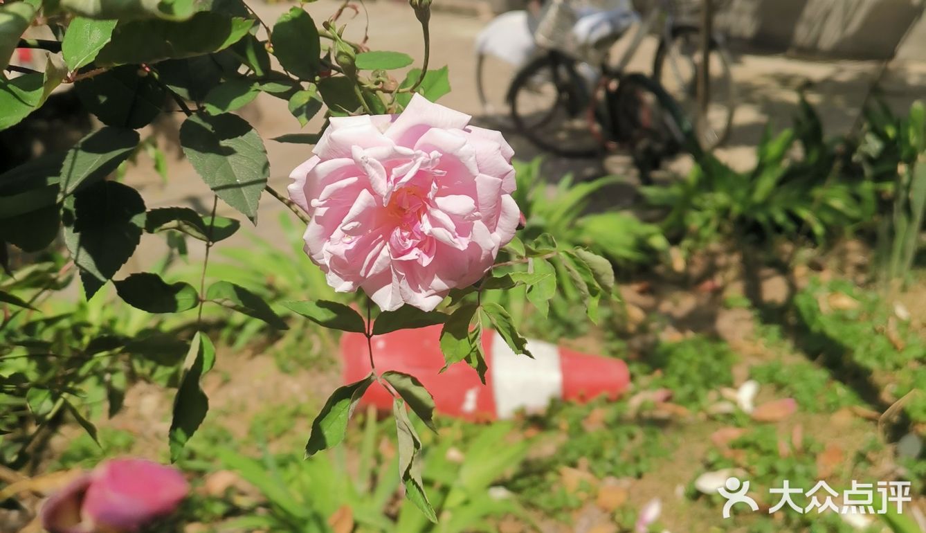 🌸花都开了