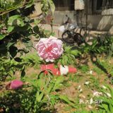 🌸花都开了