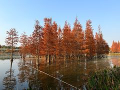 -白鹭湾湿地公园