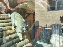 -青藏高原野生动物园