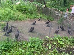 -沈阳森林动物园