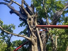 -上海佘山国家森林公园天马山园