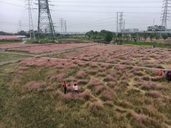 -王借岗森林公园