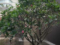 -蓝湾绿城威斯汀度假酒店大堂吧