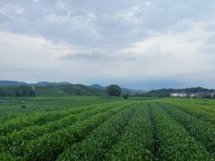 -龙坞茶村