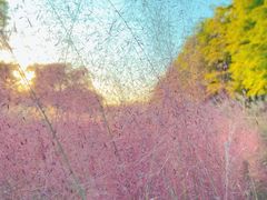 -柳鹭田园区