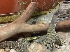 -上海大自然野生昆虫馆(东方明珠·爬宠昆虫探索中心)