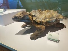 -昆明动物博物馆