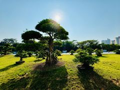 -广西壮族自治区药用植物园