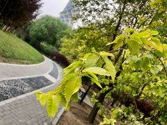 -大望京公园