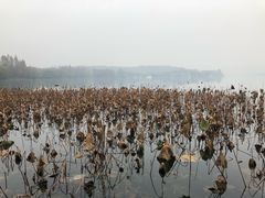 -西湖外事游船(花港观鱼码头)