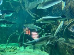 -华夏文旅海洋公园