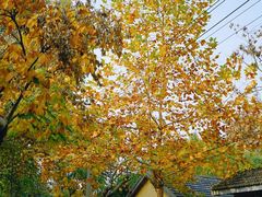 -颐和路民国时期公馆风貌区