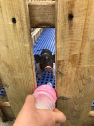 -萌宠亲子动物乐园(槐房万达店)