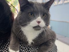 -纳吉亚猫专科动物诊疗中心(蒋宅口分院)
