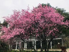 -无锡梅园公园