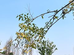 -三圣花乡旅游区
