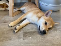 -浣熊柯尔鸭土拨鼠·电玩咖