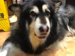 -more than meow吴止猫主题餐厅(承德 中船汇店)