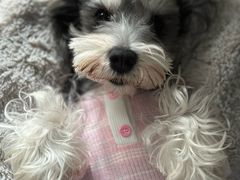 -翊宠yipet猫狗购宠庄园犬舍•猫舍