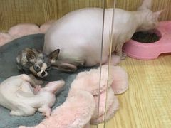 -小呆的宠物店·宠物售卖·宠物寄养(城西店)