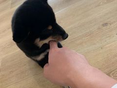 -柴犬小屋·柴餐厅·狗咖食堂(金鼎广场店)