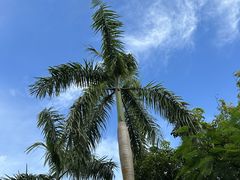 -西双版纳傣族园