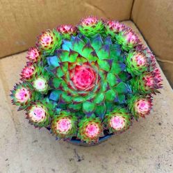 -Oasis Beauty水磨坊科技美肤中心