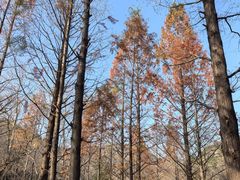 -白水寺森林公园