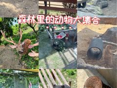 -大连森林动物园