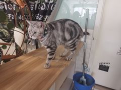 -平行世界·猫咖(首经贸店)