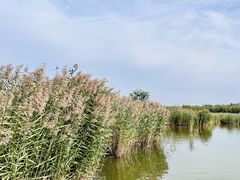 -野鸭湖国家湿地公园