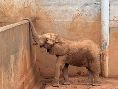 -西霞口神雕山野生动物世界