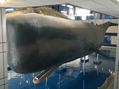 -上海海洋大学鱼文化博物馆(军工路校区)