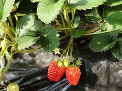 -昌平兴寿秀秀草莓采摘园