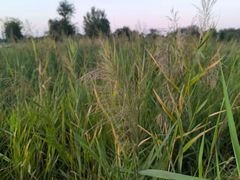 -汉长安城未央宫国家考古遗址公园