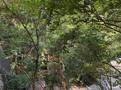 -霸王岭国家森林公园