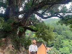 -杨家堂村