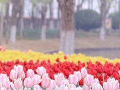 -上海鲜花港